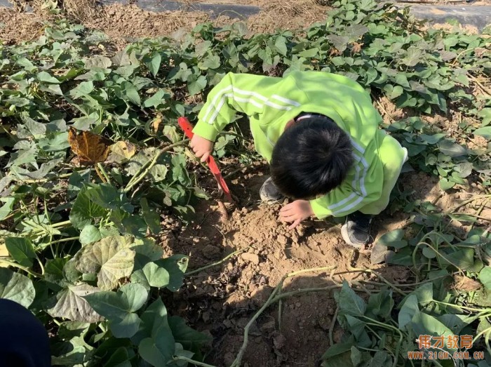 平頂山藍灣翠園偉才幼兒園生態大課堂:耕道田園,探索秋天的奧秘