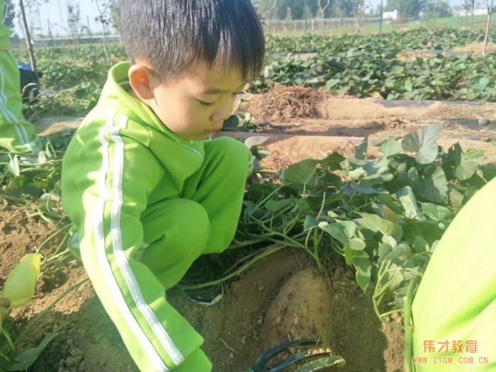 平頂山藍灣翠園偉才幼兒園生態大課堂:耕道田園,探索秋天的奧秘