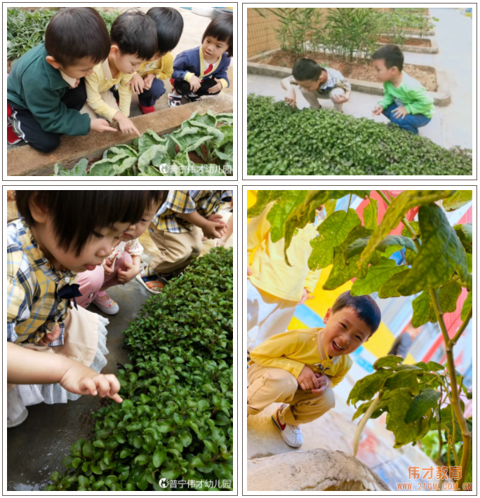偉才生態課程：秋收冬藏，生根發芽丨廣東普寧市偉才幼兒園