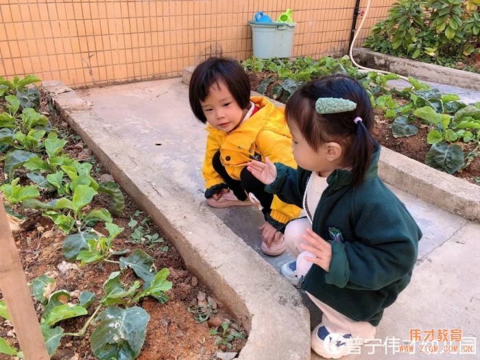 偉才生態課程：秋收冬藏，生根發芽丨廣東普寧市偉才幼兒園