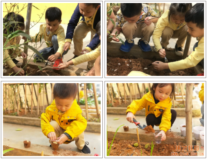 偉才生態課程：秋收冬藏，生根發芽丨廣東普寧市偉才幼兒園